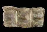 Fossil Fish (Ichthyodectes) Dorsal Vertebrae - Kansas #136474-1